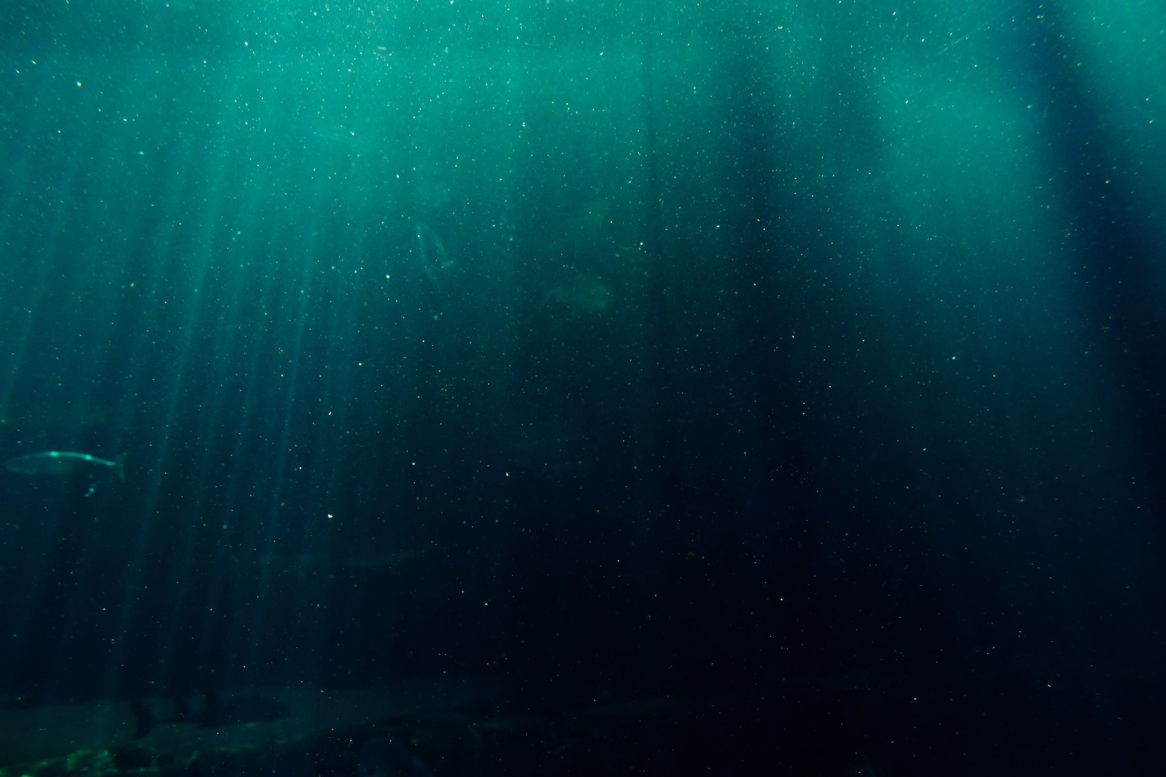 Underwater Photography of Deep Sea 