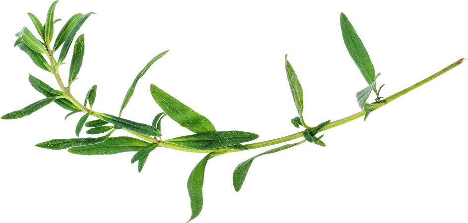 Twig of Fresh Hyssop Herb Cutout