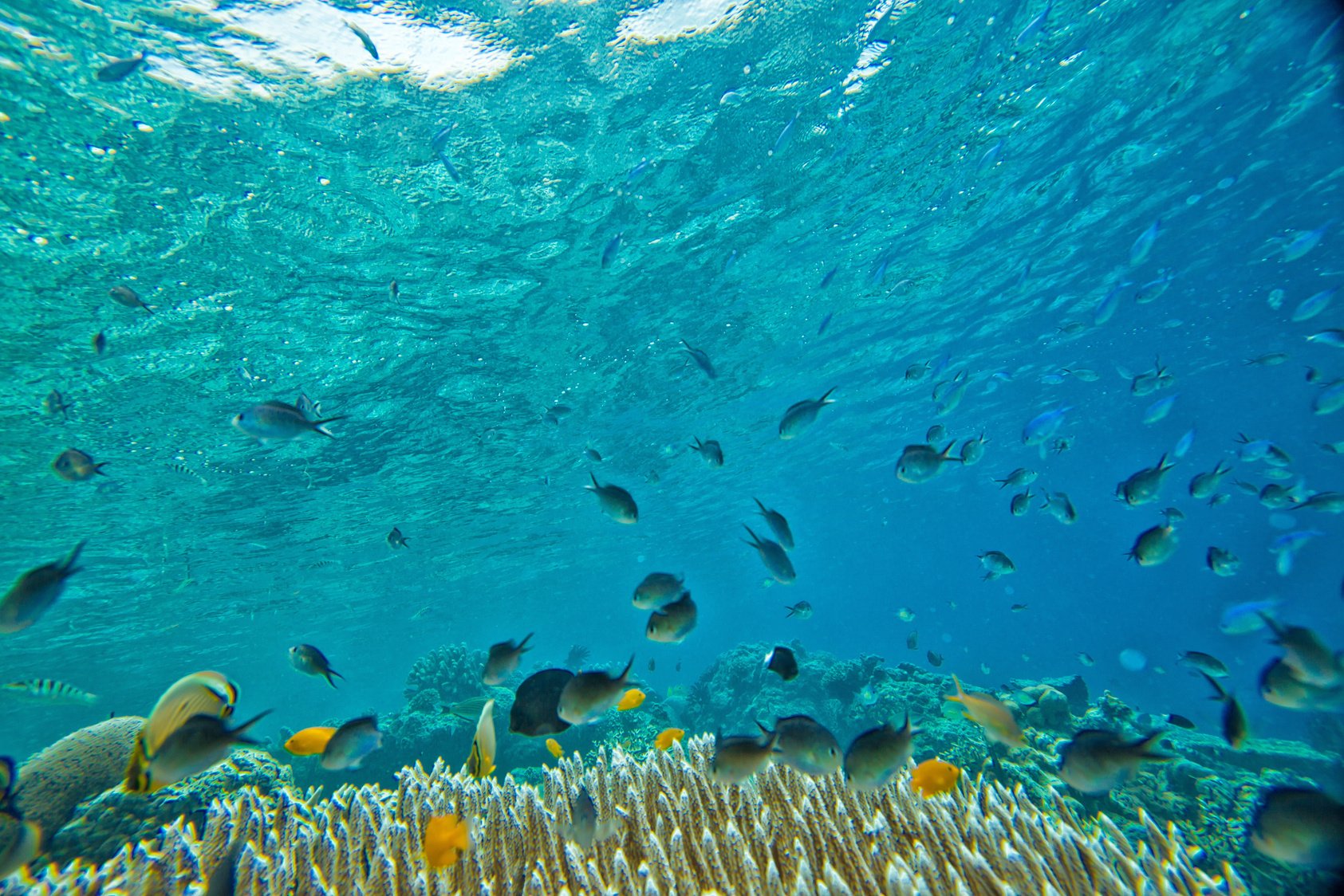 Small Fishes Underwater