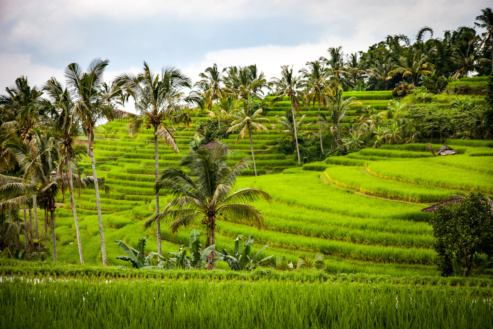 Rice Terraces in Bali